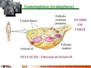Gametogênese (ovulogênese)

                       Folículo
Corpos lúteos          ovariano       OVÁRIO
                       primário        EM
                                      CORTE



                           Folículo
Ovócito II                  maduro

OVULAÇÃO – Liberação do Ovócito II
 