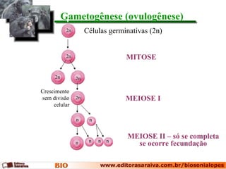 Gametogênese (ovulogênese)
           2n        Células germinativas (2n)


           2n                     MITOSE

     2n         2n

Crescimento
sem divisão     2n                MEIOSE I
     celular

                n     n


                                  MEIOSE II – só se completa
                      n   n   n
                n                   se ocorre fecundação
 