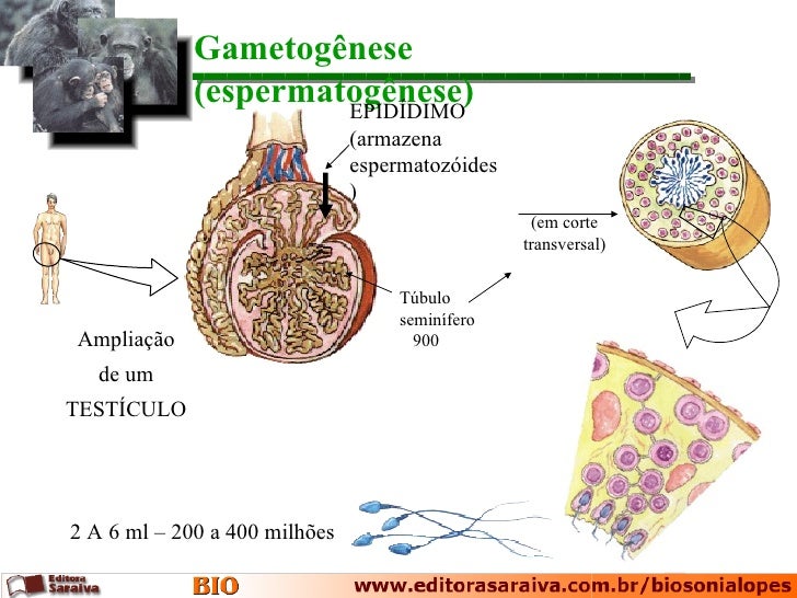 Com Relação A Gametogenese Humana é Correto Afirmar Que