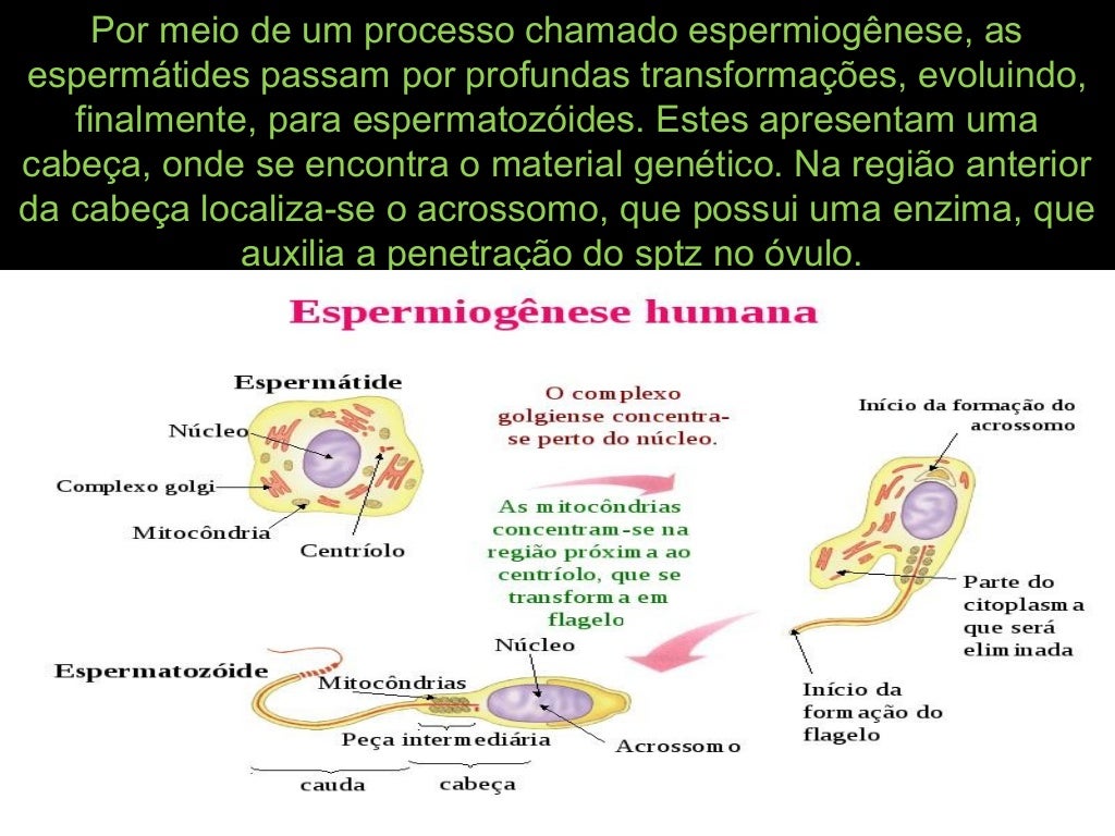 Com Relação A Gametogenese Humana é Correto Afirmar Que