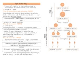 Espermatogênese
• Processo de formação dos gametas masculinos, ou seja, os
espermatozoides. Ela ocorre no testículo (túbulos seminíferos)
• Se divide em 3 etapas:
1) Fase de multiplicação ou germinativa - MITOSE
Espermatogônias “dormentes” nos túbulos seminíferos dos testículos
(desde o período fetal) → são ativadas durante a puberdade → e iniciam
uma sequência de divisões mitóticas
Espermatogônias de 1ª ordem originam → espermatogônias de 2ª/3ª
ordem
- Isso ocorre por toda vida do indivíduo
2) Fase do crescimento - MITOSE
Ao final das divisões:
Espermatogônia cresce → e transforma-se espermatócito primário
- Espermatogônia apenas AUMENTA VOLUME
- Essa fase começa na adolescência, sob estimulo hormonal
- As espermatogônias se originam em 2 grupos: um que continuará a
fase da multiplicação (fase 1) e outro que que passa a fase do
crescimento (fase 2)
3) Fase de maturação - MEIOSE
Espermatócito primário sofre meiose → e gera 4 espermátides
OU SEJA =
Espermatócito primário passa pela 1ª etapa da meiose e gera 2
espermatócitos secundários (haploides – n)
E DEPOIS
Estes espermatócitos secundários passam pela 2ª etapa da meiose e
geram 4 espermátides (haploides – n)
- As espermátides sofrem espermiogênese (processo de diferenciação
celular) até atingirem a forma de espermatozoide maduro
2n
ESPERMATOGÔNIA
Período
germinativo
crescimento
MITOSE
Período
de
diferenciação
e
maturação
2n
ESPERMATÓCITO I
meiose I - reducional
n n
meiose II - equacional
n n
ESPERMATÓCITO II ESPERMATÓCITO II
II
n n
MEIOSE
ESPERMÁTIDES
ESPERMÁTIDES
espermiogênese
ESPERMATOZÓIDES ESPERMATOZÓIDES
 