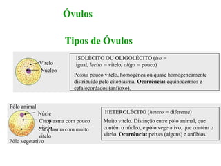 Óvulos
HETEROLÉCITO (hetero = diferente)
Muito vitelo. Distinção entre pólo animal, que
contém o núcleo, e pólo vegetativo, que contém o
vitelo. Ocorrência: peixes (alguns) e anfíbios.
ISOLÉCITO OU OLIGOLÉCITO (iso =
igual, lecito = vitelo, oligo = pouco)
Possui pouco vitelo, homogênea ou quase homogeneamente
distribuído pelo citoplasma. Ocorrência: equinodermos e
cefalocordados (anfioxo).
Pólo animal
Pólo vegetativo
Vitelo
Núcleo
Núcle
oCitoplasma com pouco
viteloCitoplasma com muito
vitelo
Tipos de Óvulos
 