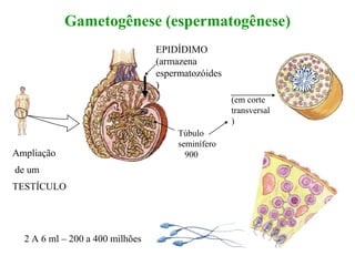 Gametogênese (espermatogênese)
EPIDÍDIMO
(armazena
espermatozóides
)
Túbulo
seminífero
900
(em corte
transversal
)
Ampliação
de um
TESTÍCULO
2 A 6 ml – 200 a 400 milhões
 