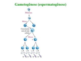 Gametogênese (espermatogênese)
Mitoses
2n
Mitos
e
2n 2n
Meios
en n
nnnn
n n n n
2n
Crescimento
sem divisão
celular
 