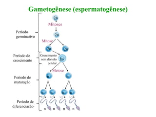 Gametogênese (espermatogênese)
Período
germinativo
Período de
crescimento
Período de
maturação
Período de
diferenciação
Mitoses
2n
Mitose
2n 2n
Meiose
n n
nnnn
n n n n
2n
Crescimento
sem divisão
celular
 
