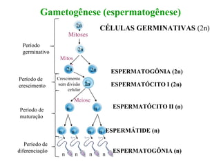 Gametogênese (espermatogênese)
CÉLULAS GERMINATIVAS (2n)
Período
germinativo
Período de
crescimento
Período de
maturação
Período de
diferenciação
Mitoses
2n
Mitos
e
2n 2n
Meiose
n n
nnnn
n n n n
2n
Crescimento
sem divisão
celular
ESPERMATOGÔNIA (2n)
ESPERMATÓCITO I (2n)
ESPERMÁTIDE (n)
ESPERMATOGÔNIA (n)
ESPERMATÓCITO II (n)
 