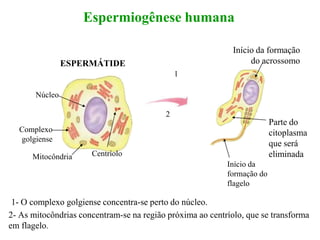 Espermiogênese humana
1- O complexo golgiense concentra-se perto do núcleo.
2- As mitocôndrias concentram-se na região próxima ao centríolo, que se transforma
em flagelo.
ESPERMÁTIDE
Núcleo
Complexo
golgiense
Mitocôndria Centríolo
Início da formação
do acrossomo
Parte do
citoplasma
que será
eliminada
Início da
formação do
flagelo
1
2
 