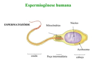 ESPERMATOZÓIDE
Espermiogênese humana
Peça intermediáriacauda
cabeça
Acrossomo
Mitocôndrias
Núcleo
 