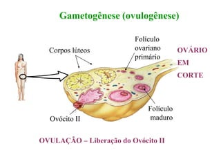 Gametogênese (ovulogênese)
Corpos lúteos
Folículo
ovariano
primário
Ovócito II
Folículo
maduro
OVULAÇÃO – Liberação do Ovócito II
OVÁRIO
EM
CORTE
 