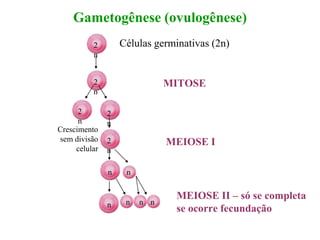 Gametogênese (ovulogênese)
Células germinativas (2n)
2
n
2
n
2
n
Crescimento
sem divisão
celular
2
n
n n
n n n n
2
n
MITOSE
MEIOSE I
MEIOSE II – só se completa
se ocorre fecundação
 