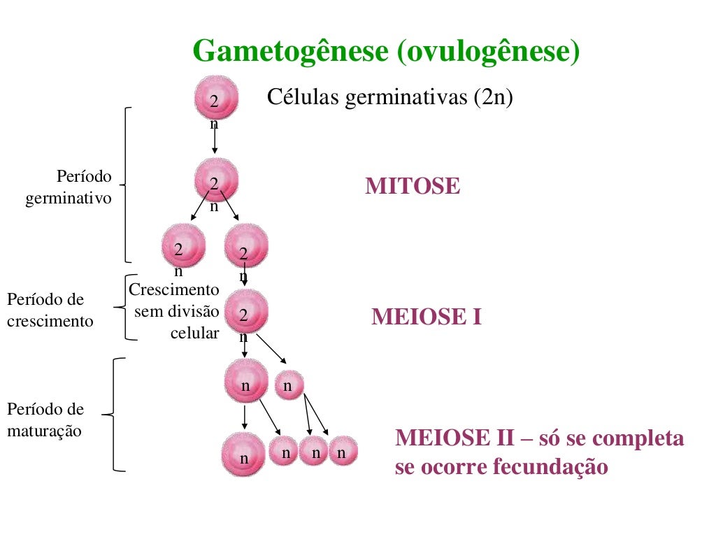 Com Relação A Gametogenese Humana é Correto Afirmar Que