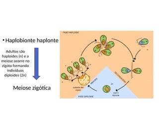 •Haplobionte haplonte
Meiose zigótica
Adultos são
haploides (n) e a
meiose ocorre no
zigoto formando
indivíduos
diploides (2n)
 
