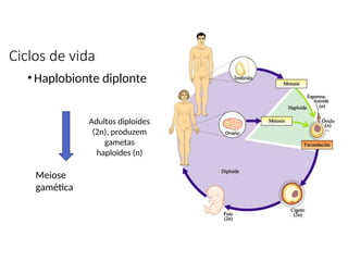 Ciclos de vida
• Haplobionte diplonte
Meiose
gamética
Adultos diploides
(2n), produzem
gametas
haploides (n)
 