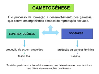 GAMETOGÊNESE
ESPERMATOGÊNESE OOGÊNESE
produção do gameta feminino
ovários
produção de espermatozoides
testículos
É o processo de formação e desenvolvimento dos gametas,
que ocorre em organismos dotados de reprodução sexuada.
Também produzem os hormônios sexuais, que determinam as características
que diferenciam os machos das fêmeas.
 