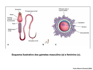 Esquema ilustrativo dos gametas masculino (a) e feminino (c).
Fonte: Moore & Persaud (2003)
 