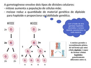 A gametogênese envolve dois tipos de divisões celulares:
- mitose aumenta a população de células-mãe;
- meiose reduz a quantidade de material genético de diploide
para haploide e proporciona variabilidade genética.
com a fusão de dois
gametas haplóides
reconstitui o número
diplóide característico de
cada espécie.
A meiose permite a
recombinação gênica,
de tal forma que uma
célula diplóide é capaz
de formar células
haplóides
geneticamente
diferentes entre si.
 