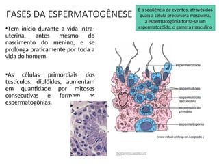 FASES DA ESPERMATOGÊNESE
•Tem início durante a vida intra-
uterina, antes mesmo do
nascimento do menino, e se
prolonga praticamente por toda a
vida do homem.
•As células primordiais dos
testículos, diplóides, aumentam
em quantidade por mitoses
consecutivas e formam as
espermatogônias.
É a seqüência de eventos, através dos
É a seqüência de eventos, através dos
quais a célula precursora masculina,
quais a célula precursora masculina,
a espermatogônia torna-se um
a espermatogônia torna-se um
espermatozóide, o gameta masculino
espermatozóide, o gameta masculino
 