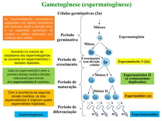 Gametogênese (espermatogênese)
Células germinativas (2n)
Período
germinativo
Período de
crescimento
Período de
maturação
Período de
diferenciação
Espermatozóides
Mitoses
2n
Mitose
2n 2n
Meiose I
n n
n
n
n
n
n n n n
2n
Crescimento
sem divisão
celular
Espermatogônia
Espermatócitos II
(n cromossomos
duplicados)
Espermátides (n)
Aumento no volume do
citoplasma das espermatogônias
as converte em espermatócitos I,
também diplóides.
Meiose II
Com a ocorrência da segunda
divisão meiótica, os dois
espermatócitos II originam quatro
espermátides haplóides.
Espermiogênese
As espermatogônias permanecem
quiescentes nos túbulos seminíferos
dos testículos desde o período fetal,
e na puberdade aumentam de
número e sofrem maturação que
continua até a velhice.
Cada um espermatócito I sofre a
primeira divisão meiótica (divisão
reducional) para formar
dois espermatócitos II haplóides.
 