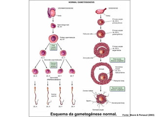 Esquema da gametogênese normal. Fonte: Moore & Persaud (2003)
 