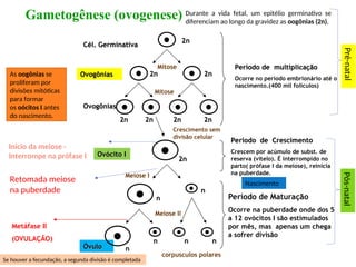 Período de multiplicação
Período de multiplicação
Ocorre no período embrionário até o
nascimento.(400 mil folículos)
Período de Crescimento
Período de Crescimento
Crescem por acúmulo de subst. de
reserva (vitelo). É interrompido no
parto( prófase I da meiose), reinicia
na puberdade.
Período de Maturação
Ocorre na puberdade onde dos 5
a 12 ovócitos I são estimulados
por mês, mas apenas um chega
a sofrer divisão
Cél. Germinativa
Cél. Germinativa
Ovogônias
Ovogônias
Ovogônias
Ovogônias
Ovócito I
Ovócito I
Óvulo
Óvulo
2n
2n
2n
2n
2n
2n
Mitose
Mitose
2n
2n 2n
2n 2n
2n 2n
2n
2n
2n
Meiose I
Meiose II
n
n
n
n
n
n
n
n n
n n
n
corpusculos polares
Crescimento sem
divisão celular
Metáfase II
(OVULAÇÃO)
Durante a vida fetal, um epitélio germinativo se
diferenciam ao longo da gravidez as oogônias (2n),
As oogônias se
proliferam por
divisões mitóticas
para formar
os oócitos I antes
do nascimento.
Pré-natal
Nascimento
Pós-natal
Inicio da meiose -
Interrompe na prófase I
Retomada meiose
na puberdade
Se houver a fecundação, a segunda divisão é completada
Gametogênese (ovogenese)
 