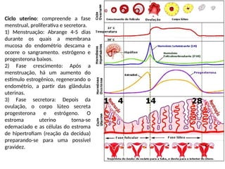Ciclo uterino: compreende a fase
menstrual, proliferativa e secretora.
1) Menstruação: Abrange 4-5 dias
durante os quais a membrana
mucosa do endométrio descama e
ocorre o sangramento. estrógeno e
progesterona baixos.
2) Fase crescimento: Após a
menstruação, há um aumento do
estímulo estrogênico, regenerando o
endométrio, a partir das glândulas
uterinas.
3) Fase secretora: Depois da
ovulação, o corpo lúteo secreta
progesterona e estrógeno. O
estroma uterino torna-se
edemaciado e as células do estroma
de hipertrofiam (reação da decídua)
preparando-se para uma possível
gravidez.
 