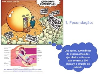 Dos aprox. 300 milhões
de espermatozoides
ejaculados estima-se
que somente 200
chegam a ampola do
oviduto
1. Fecundação:
 