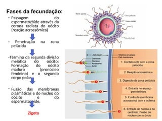 - Passagem do
espermatozóide através da
corona radiata do oócito
(reação acrossômica)
- Penetração na zona
pelúcida
-Término da segunda divisão
meiótica do oócito:
Formação do oócito
maduro (pronúcleo
feminino) e o segundo
corpo polar.
- Fusão das membranas
plasmáticas e do nucleo do
oócito e do
espermatozóide.
Zigoto
Fases da fecundação:
 