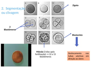 Zigoto
Mórula (3 dias após
fertilização) → 12 a 15
blastômeros
2
Blastômeros
Blastocisto
Deslocamento nas
tubas uterinas em
direção ao útero
2. Segmentação
ou clivagem
 