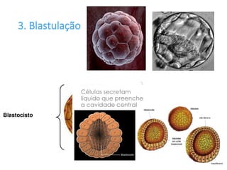 Cavidade
blastocística
Embrioblasto
3. Blastulação
 