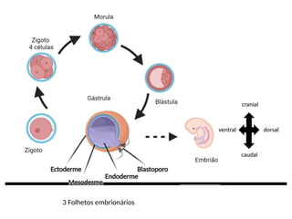 3 Folhetos embrionários
 