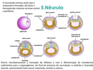 A neurulação começa assim que a
notocorda é formada e dá início à
formação dos sistemas nervoso central
e periférico.
Ocorre simultaneamente à formação de folhetos e com a diferenciação da mesoderme
embrionária para a organogênese. Ao final do processo de neurulação, o embrião é chamado
nêurula, apresentando tubo neural, notocorda, somitos e celoma.
 