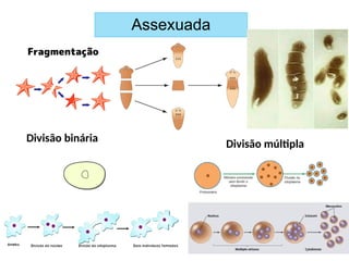Assexuada
Divisão binária
Divisão múltipla
 
