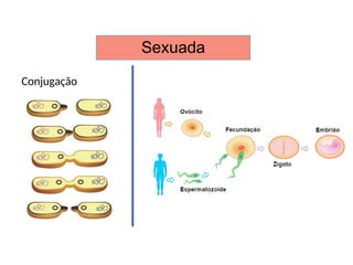 Sexuada
Conjugação
 