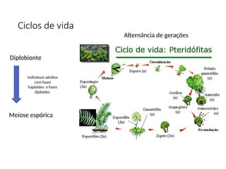 Ciclos de vida
Diplobionte
Alternância de gerações
indivíduos adultos
com fases
haploides e fases
diploides
Meiose espórica
 