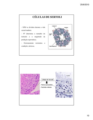 25/8/2010




                     CÉLULAS DE SERTOLI


- NÃO se dividem durante a vida
sexual madura;

- Nº determina o tamanho do
testículo   e    a    magnitude      da
produção espermática;

-   Extremamente       resistentes    a
condições adversas.




                                  células de Sertoli


                              - Núcleos piramidais
                              - Nucléolo evidente




                                                             10
 