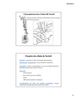 25/8/2010




        Citoarquitetura das Células de Sertoli
                  Possui numerosas reentrâncias citoplasmáticas onde se localizam
                  as células germinativas.




            Funções da célula de Sertoli
Suporte: sustentação às células da linhagem espermatogênica;
Suprimento Nutricional: troca de nutrientes e metabólitos;

Fagocitose: durante a espermiogênese, o excesso de citoplasma liberado é
fagocitado e digerido pelas células de Sertoli;

Secreção:
      - Fluido testicular
      - Fator inibidor dos ductos de Müller
      - Inibina
      - ABP (proteína ligadora de andrógeno)

Coordenação do ciclo do epitélio seminífero: junções
comunicantes (comunicação iônica e química das células).




                                                                                          11
 