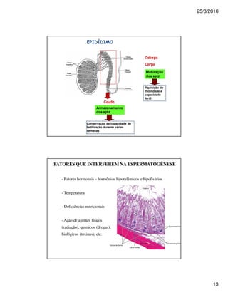 25/8/2010




                                                    Maturação
                                                    dos sptz


                                                   Aquisição de
                                                   motilidade e
                                                   capacidade
                                                   fértil


                        Armazenamento
                        dos sptz


                  Conservação da capacidade de
                  fertilização durante várias
                  semanas




FATORES QUE INTERFEREM NA ESPERMATOGÊNESE


  - Fatores hormonais - hormônios hipotalâmicos e hipofisários


  - Temperatura


  - Deficiências nutricionais


  - Ação de agentes físicos
  (radiação), químicos (drogas),
  biológicos (toxinas), etc.




                                                                        13
 