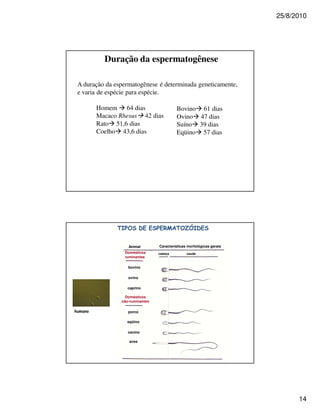 25/8/2010




             Duração da espermatogênese

    A duração da espermatogênese é determinada geneticamente,
    e varia de espécie para espécie.

          Homem 64 dias                          Bovino 61 dias
          Macaco Rhesus 42 dias                  Ovino 47 dias
          Rato 51,6 dias                         Suíno 39 dias
          Coelho 43,6 dias                       Eqüino 57 dias




                                             !     "#


                      Animal        Características morfológicas gerais
                    Domésticos      cabeça          cauda
                    ruminantes

                      bovino

                      ovino

                      caprino

                     Domésticos
                   não-ruminantes

$                     porco

                     eqüino

                      canino

                      aves




                                                                                14
 