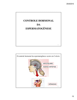 25/8/2010




        CONTROLE HORMONAL
                          DA
           ESPERMATOGÊNESE




O controle hormonal da espermatogênese ocorre em 3 níveis:



                                   HIPOTÁLAMO

                                   ADENO-HIPÓFISE




                                          GÔNADAS




                                                                   15
 
