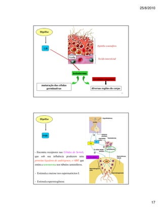 25/8/2010




    Hipófise




                                                                 Epitélio seminífero
        LH


                                Leydig
                                                                 Tecido intersticial




                                    testosterona

                                                         circulação sanguínea

      maturação das células
          germinativas                                  diversas regiões do corpo




    Hipófise




       FSH

                                                             )
                                                    "




- Encontra receptores nas Células de Sertoli,
que sob sua influência produzem uma                $%' & (
                                                     &
proteína ligadora de andrógenos, o ABP, que
retém a testosterona nos túbulos seminíferos.


- Estimula a meiose nos espermatócitos I.

                                                                                       #
- Estimula espermiogênese.




                                                                                                 17
 