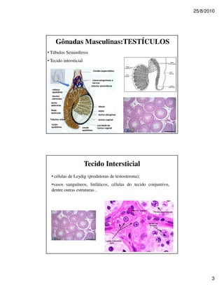 25/8/2010




      Gônadas Masculinas:TESTÍCULOS
• Túbulos Seminíferos
• Tecido intersticial

                                Cordão espermático



                            vasos sanguíneos e
                            nervos
                           túbulos seminíferos
   cabeça
   epidídimo
   ductos
   eferentes
  ducto
  deferente
                                    lóbulo
  Rede                              septo
  testicular
                                    túnica albugínea

 Túbulos retos                      túnica vaginal

  corpo                            cavidade da
  epidídimo         cauda          túnica vaginal
                    epidídimo




                        Tecido Intersticial
  • células de Leydig (produtoras de testosterona);
  •vasos sanguíneos, linfáticos, células do tecido conjuntivo,
  dentre outras estruturas .




                                                                        3
 