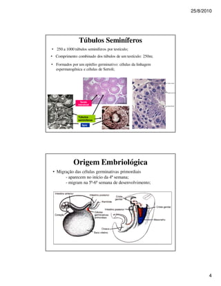 25/8/2010




                Túbulos Seminíferos
• 250 a 1000 túbulos seminíferos por testículo;
• Comprimento combinado dos túbulos de um testículo: 250m;

• Formados por um epitélio germinativo: células da linhagem
  espermatogênica e células de Sertoli;




                  Tecido
                intersticial




                Túbulos
                seminíferos

                    Sptz




             Origem Embriológica
 • Migração das células germinativas primordiais
       - aparecem no início da 4ª semana;
       - migram na 5ª-6ª semana de desenvolvimento;




                                                                     4
 