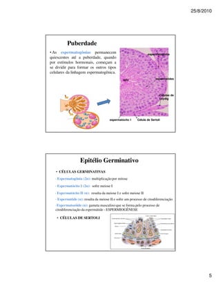 25/8/2010




           Puberdade
• As espermatogônias permanecem                                   espermatogônia
quiescentes até a puberdade, quando
por estímulos hormonais, começam a
se dividir para formar os outros tipos
celulares da linhagem espermatogênica.
                                                 sptz                  espermátides




                                                                          Células de
                                                                          Leydig




                                        espermatócito I   Célula de Sertoli




                   Epitélio Germinativo
   • CÉLULAS GERMINATIVAS
   - Espermatogônia (2n): multiplicação por mitose
   - Espermatócito I (2n): sofre meiose I
  - Espermatócito II (n): resulta da meiose I e sofre meiose II
   - Espermátide (n): resulta da meiose II e sofre um processo de citodiferenciação
   -Espermatozóide (n): gameta masculino que se forma pelo processo de
   citodiferenciação da espermátide - ESPERMIOGÊNESE

    • CÉLULAS DE SERTOLI




                                                                                              5
 