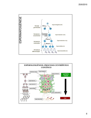 25/8/2010




                                                                  !




                                     n    n   n     n




ESPERMATOGÊNESE: PROCESSO CENTRÍPETO E
             CONTÍNUO
                         espermatogônia
      membrana basal

                                              célula de Sertoli       periferia
                                                                      tubular


    espermatócito I


    espermatócito II



     espermátides



                                              ponte citoplasmática




                                                                       Luz
                  espermatozóides




                                                                                         6
 