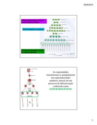 25/8/2010




Células germinativas mantém
pontes citoplasmáticas



 Sincronização do processo




Pontes são perdidas no final
da espermiogênese




                                      As espermátides
                               transformam-se gradualmente
                                    em espermatozóides
                                  maduros, através de um
                                 processo de diferenciação
                                      conhecido como
                                  ESPERMIOGÊNESE




                                                                    7
 