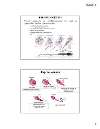 25/8/2010




                           ESPERMIOGÊNESE
Processo complexo de citodiferenciação                       pelo     qual     as
espermátides formam espermatozóides:
         - condensação da cromatina;
         - formação do flagelo e do acrossomo;
         - perda de citoplasma;
         - reorganização das mitocôndrias;
         - etc.




                            Espermiogênese



                               formação do capuz
                            acrossômico e da cauda       eliminação de porções de
condensação da cromatina                                     citoplasma (restos
                                                              citoplasmáticos)




              posicionamento das                 espermatozóide
              mitocôndrias na peça
                  intermediária




                                                                                           8
 