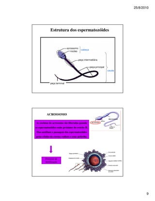 25/8/2010




              Estrutura dos espermatozóides


                              acrossomo
                                            cabeça
                                 núcleo


                                          peça intermediária


                                                     peça principal
                                                                      cauda




              peça terminal




          ACROSSOMO

As enzimas do acrossomo são liberadas quando
os espermatozóides estão próximos do ovócito II.
 Elas auxiliam a passagem dos espermatozóides
pelas células da corona radiata e zona pelúcida.




         Processo de
         fertilização




                                                                                     9
 
