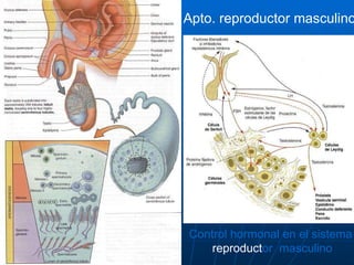 Control hormonal en el sistema reproduct or masculino Apto. reproductor masculino