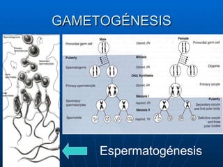 GAMETOGÉNESIS Espermatogénesis
