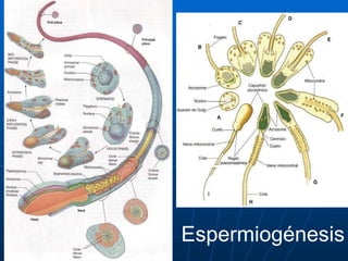 Espermiogénesis